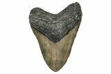 Fossil Megalodon Tooth - North Carolina #355838-1